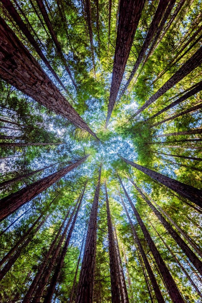 Tree Top Center