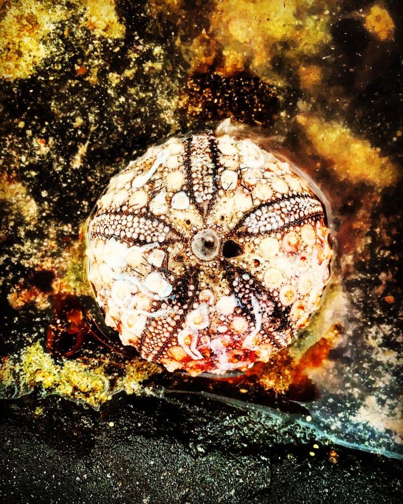 Sand dollar 